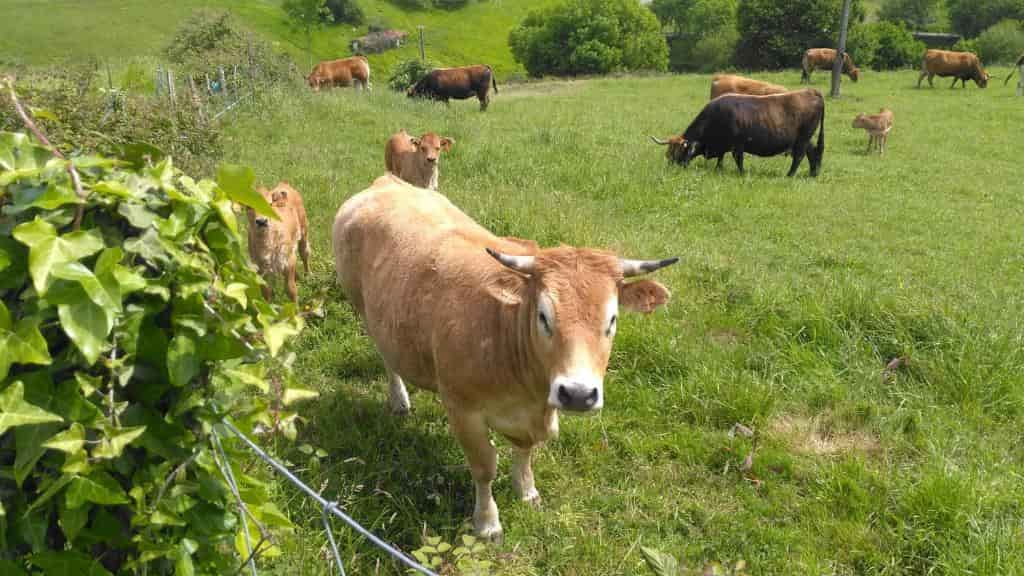 Casa Rural Aristondo Agroturismo