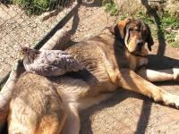 Apartamentos Rurales Ecopangea