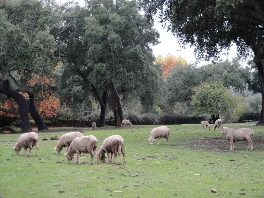 Casa Rural Sierra San Mamede