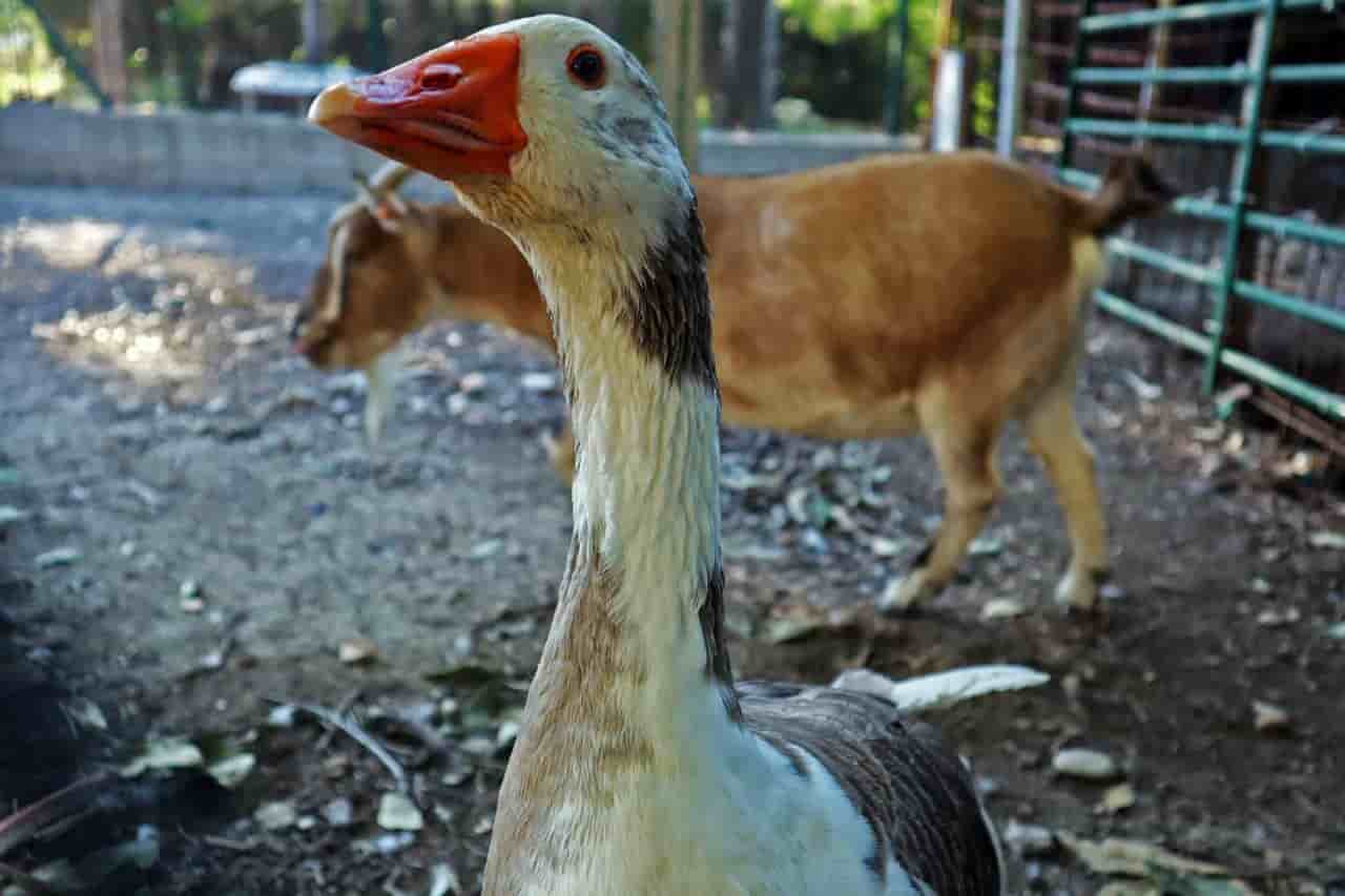 Granja Casa San Miguel