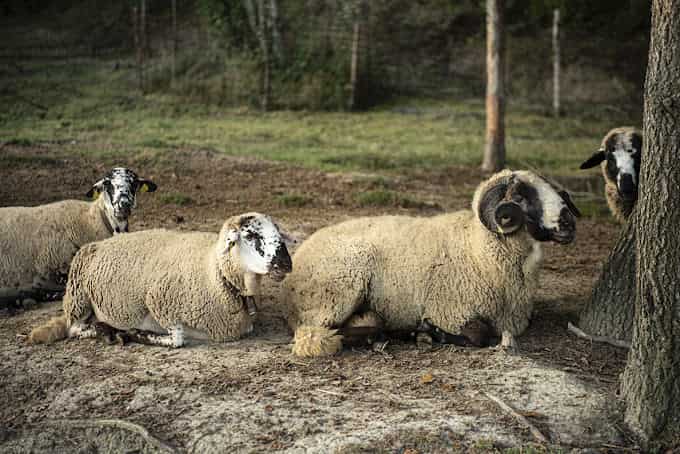 ECOTurisme Can Buch Hotel