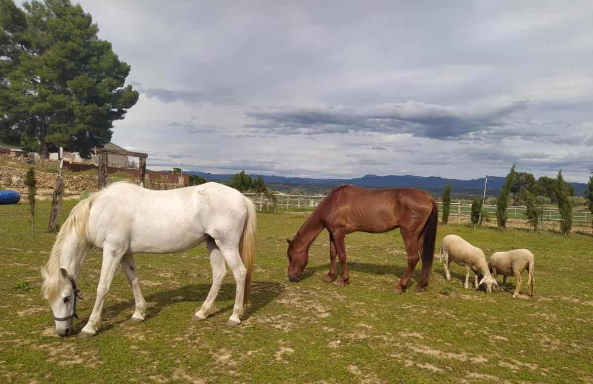 Casa con vistas, piscina y animales de granja