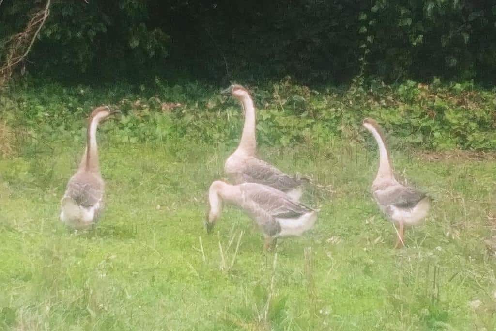 Casa en campo para desconectar en Madrid con Animales